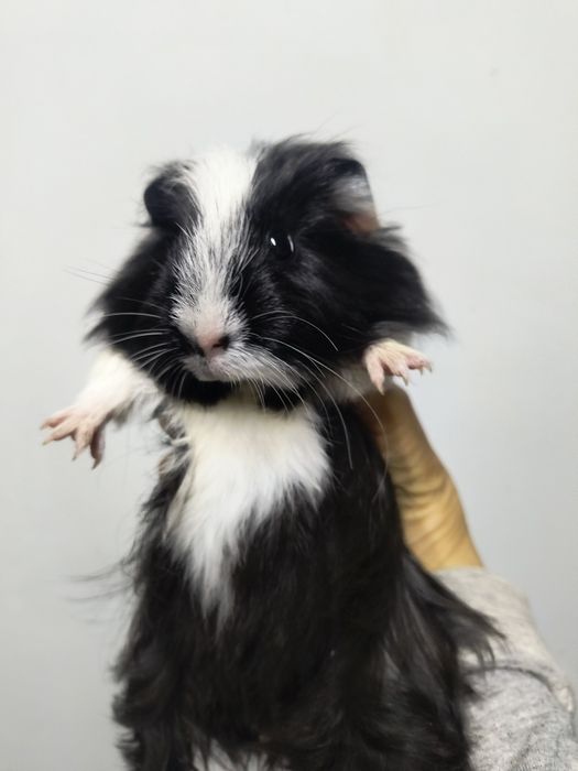 Морская свинка порода Коронет,Шелти