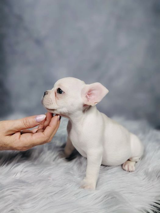 Buldog Francuski Piesek