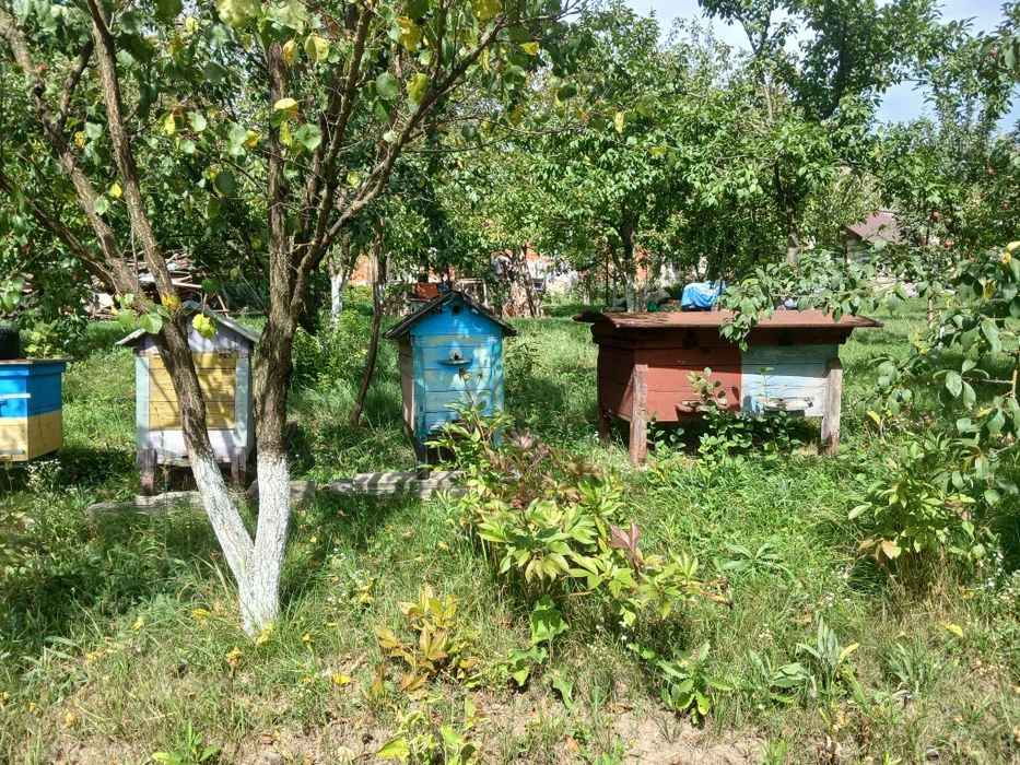 Продам Вулики з бджолами