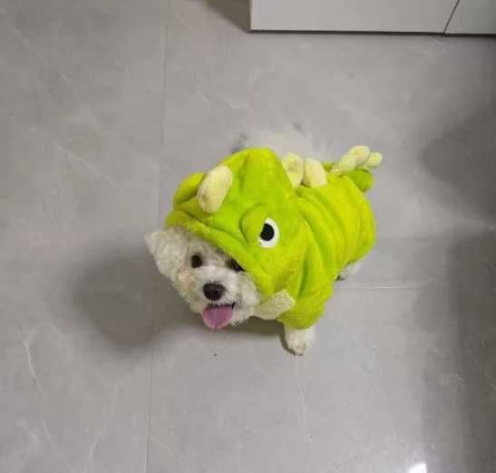 Casaco para cães pequenos, adequado para atividades ao ar livre