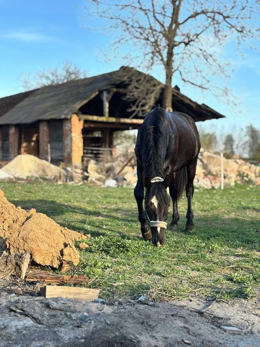 Ogier śląski 3 letni kary ZAMIENIĘ