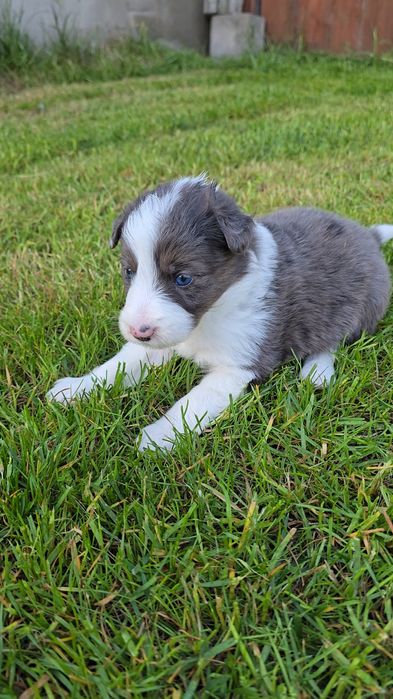 Border Collie blue merle