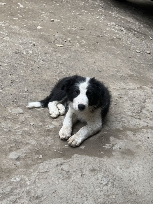 Szczeniak border collie