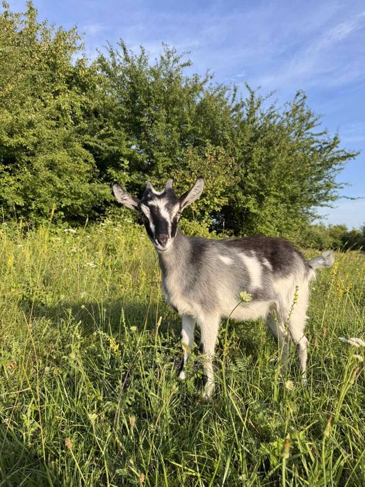 Продам козенята-кізки