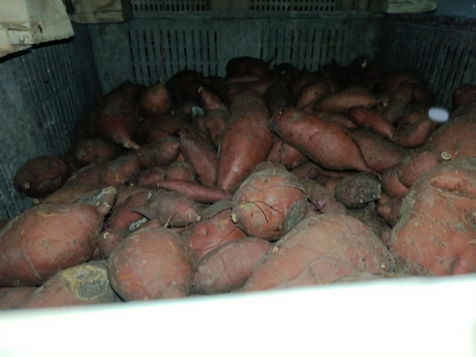 Vendo batata doce bio
