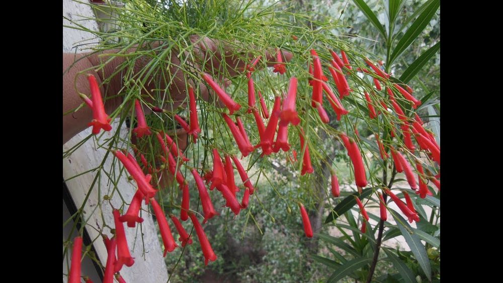 Русселія хвощевидна