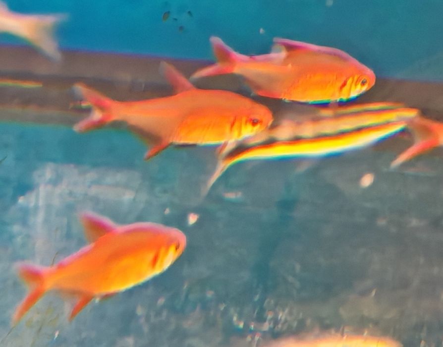 Tetra hyphessobrycon red cherry muzel rarytas Aquafizz Creative el