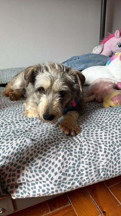 Flora, Schnauzer para adopção