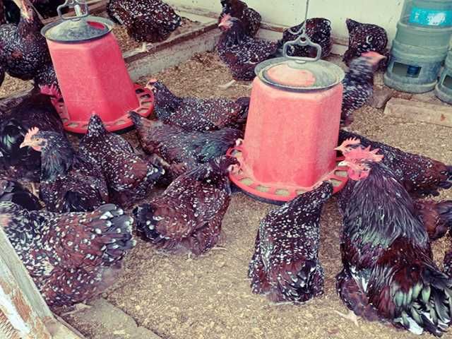 Інкубаційне яйце птиці різних порід Суссекс - колумбія,фарфор,лаванда.