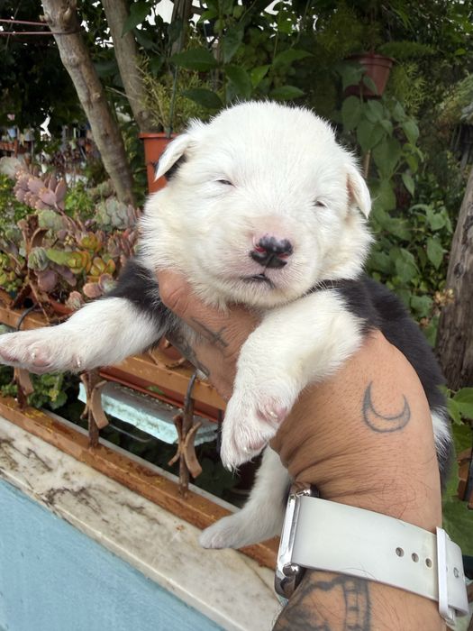 Excelente menino  border collie