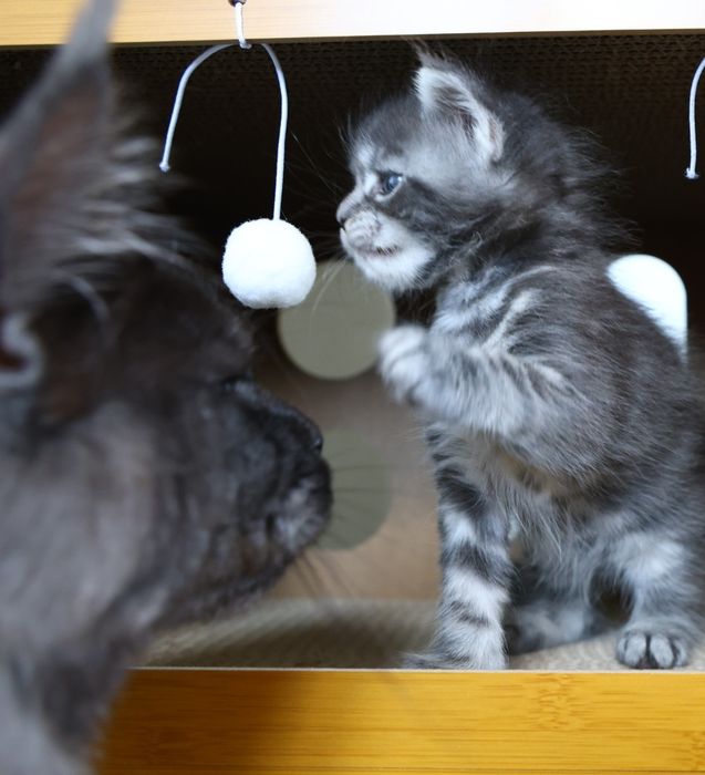 Elly – kotka Maine Coon