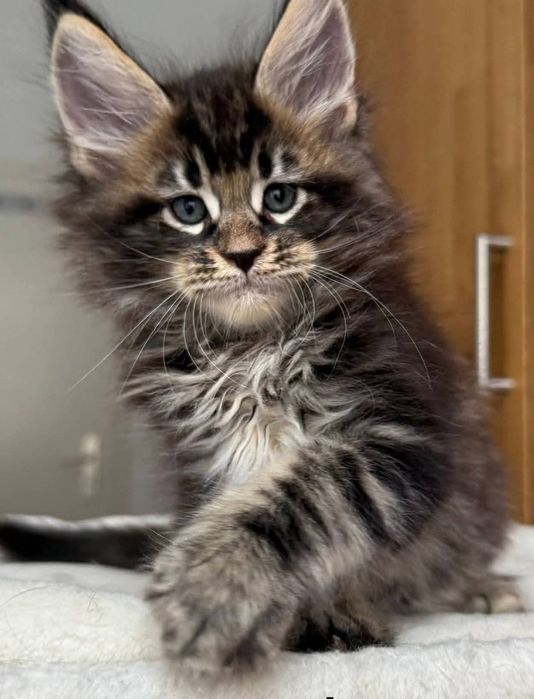 Величезні багатері від вистовочних батьків