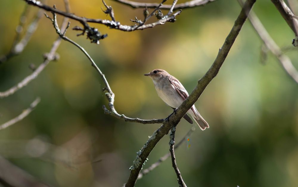 Nikon ED 500mm f4 AI-P (excelente estado)