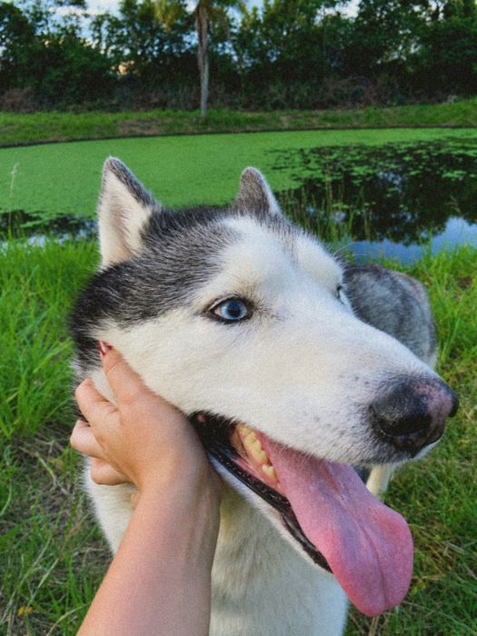 Pet Sitting • Cuidado com seu pet