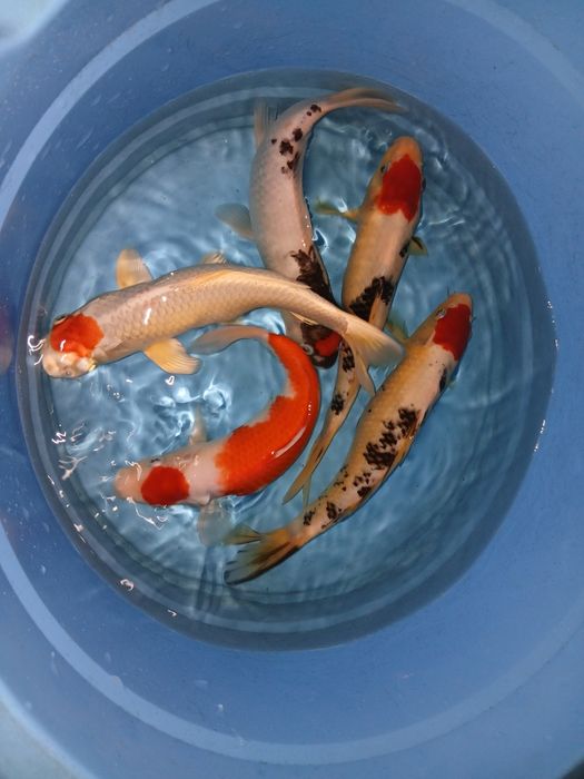 Carpas koi tancho  selecção  premium