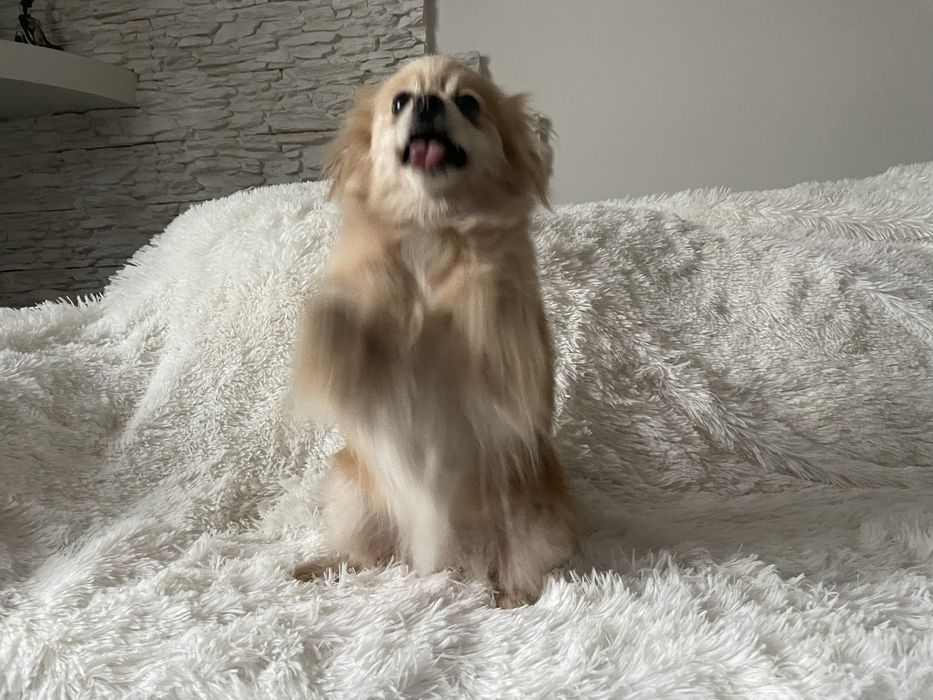 Pomeranianka suczka 4 lata