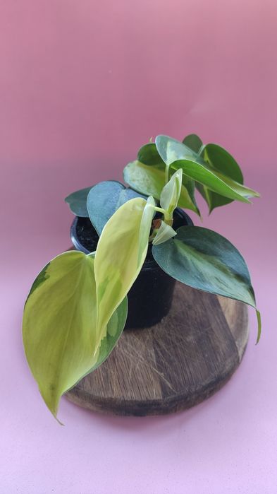 Epipremnum(кім-ні рослини)170грн,залишилась 1 рослина,згодом будуть ще