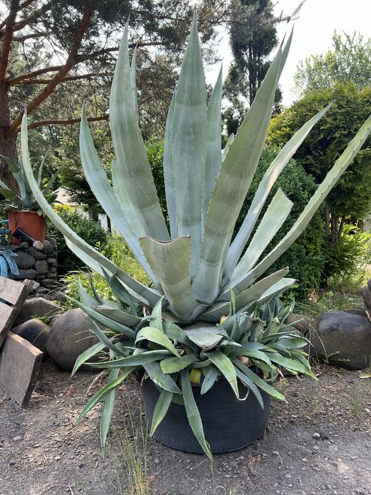 Велика квітка агава