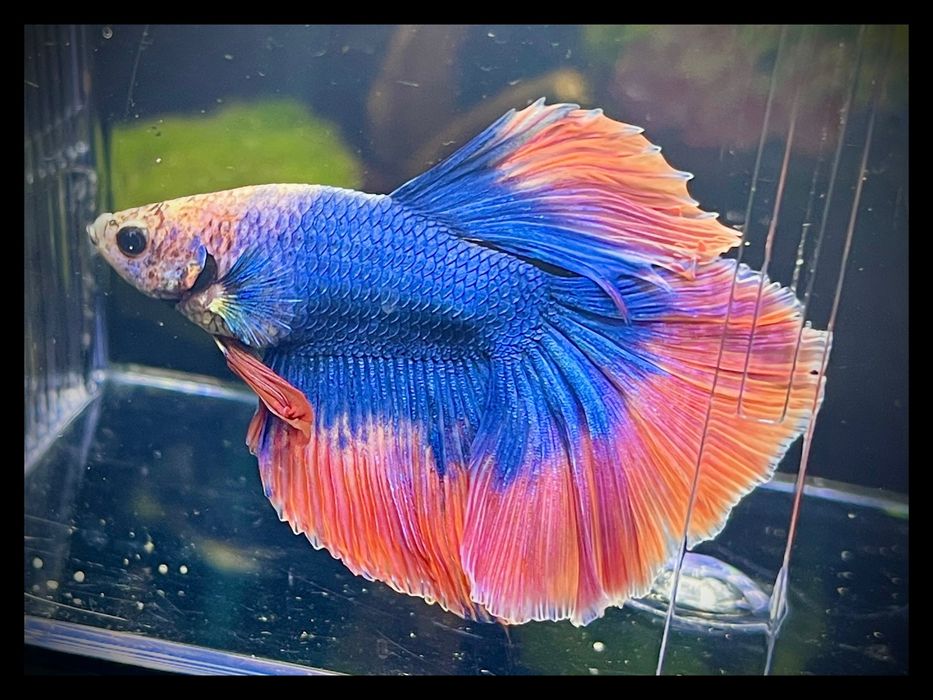 Rybki Akwariowe Detal Hurt Molinezje Mieczyki Gupiki Platki Kirysy