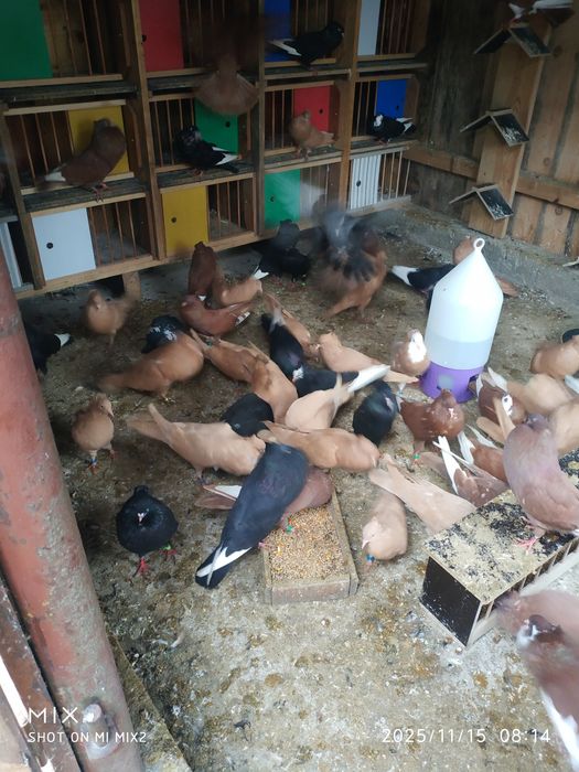 Gołębie sztaficery garłacze