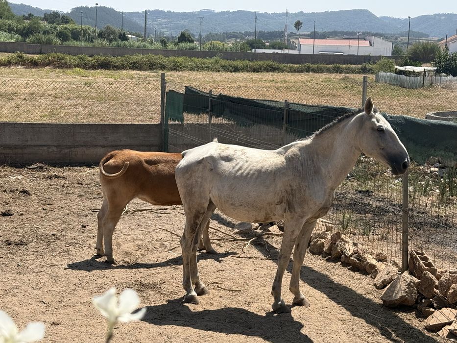 Égua, mansa e montada.