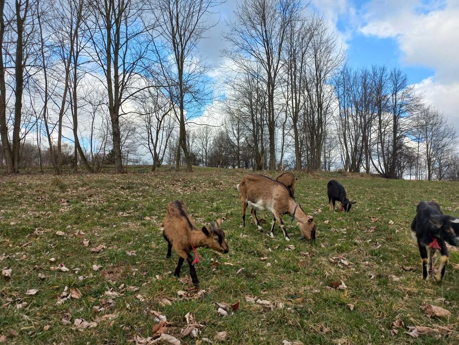 Kozy mleczne, młode kózki, koziołki