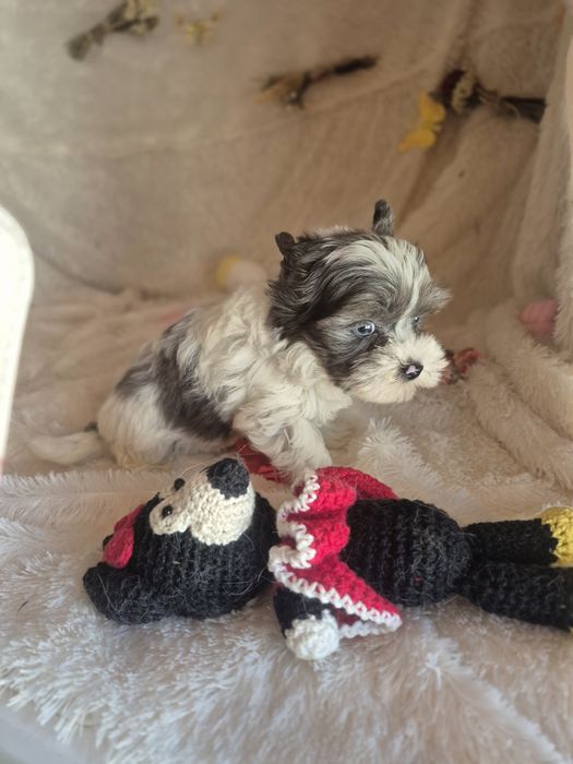 Biewer Terrier Macho  Lilac Pied Criadora Registada PT3088FL