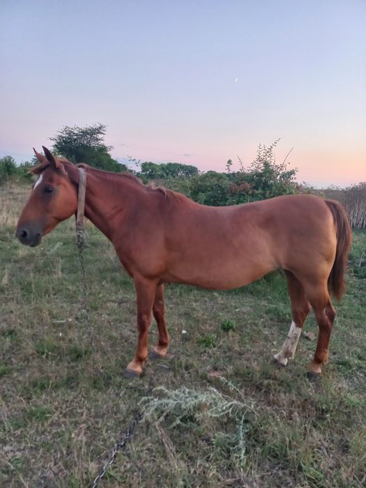 Продам робочу кобилу в хороші руки