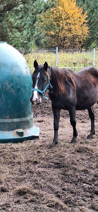 Kuc szuka domu adopcyjnego