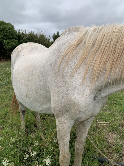 Egua lusitana Pura Montada e Prenha de cavalo pontuado