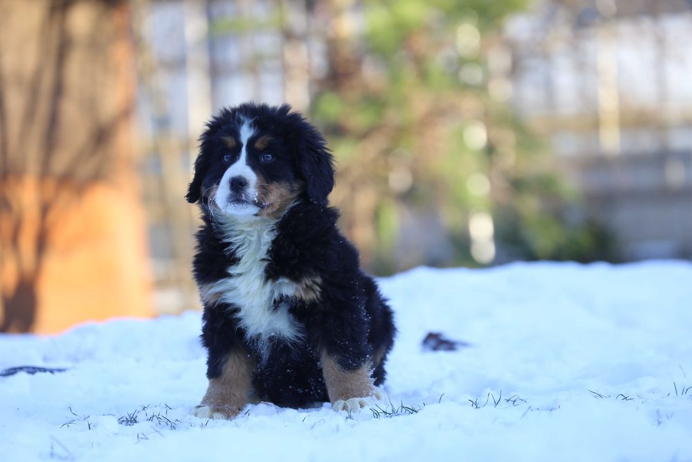 Berneński pies pasterski- szczeniak