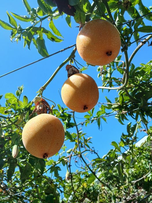 Plantas Maracujá banana ? o Poderoso Resistente.