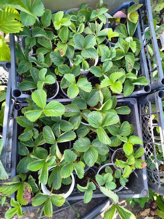 Розсада полуниці Хоней закрита коренева система