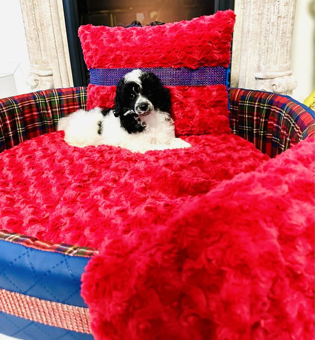 Pudel toy wielobarwny sunia