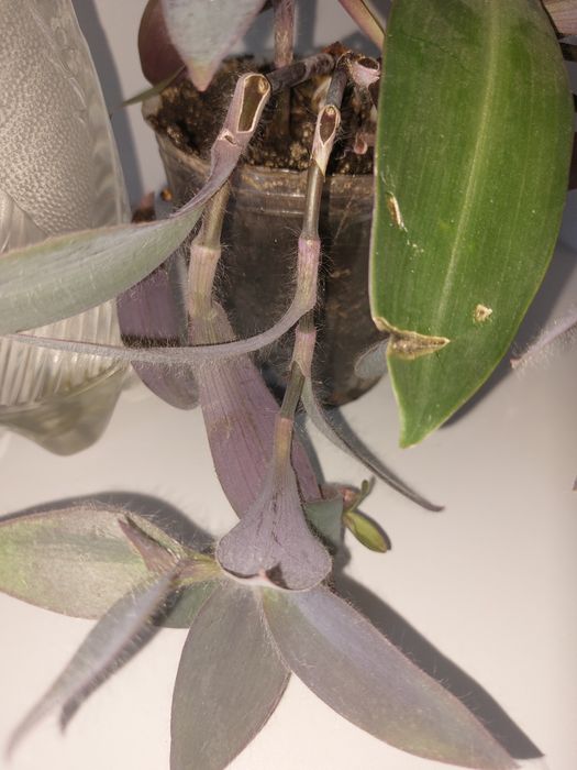 Традесканция бледная+Традесканция покрывальчатая (вазон)