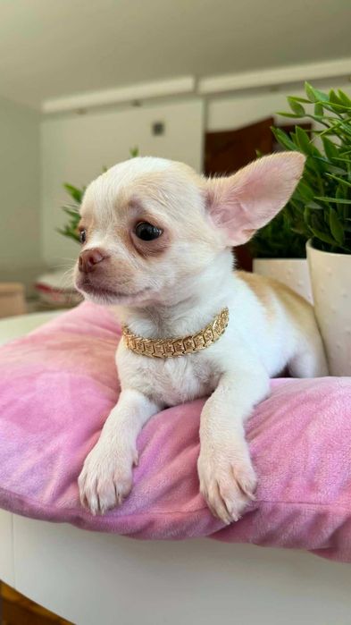 Chłopczyk Chihuahua Cream&Biel Miniaturka z Rodowodem Chipem Justin