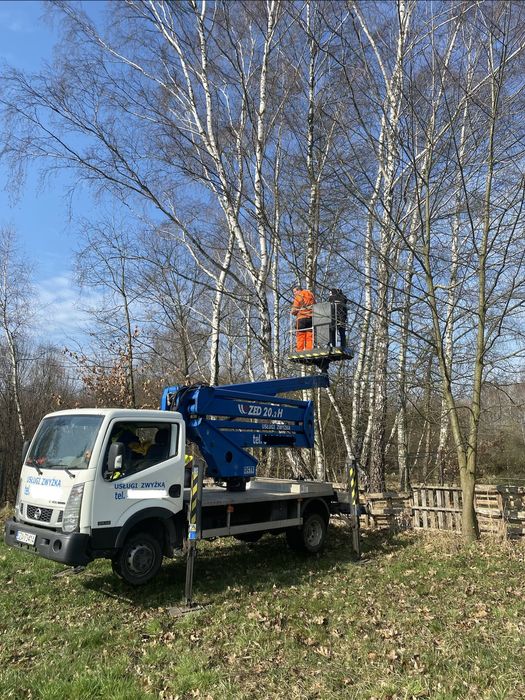 Wycinka podcinka drzew ze zwyżki pielęgnacja tuj, BĘDZIN