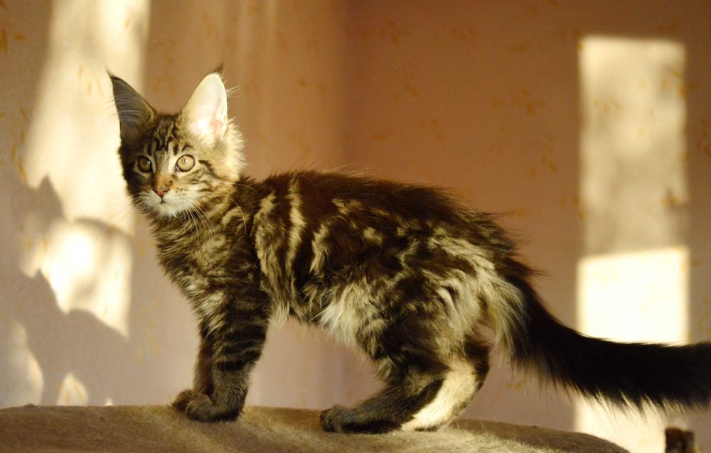 ШОУ хлопчик 3,5міс з відомого розплідника