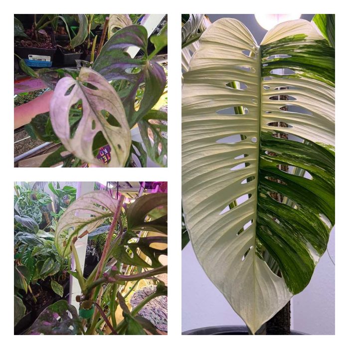 monstera archipeliego-cięta pędówka z nowym szczytem