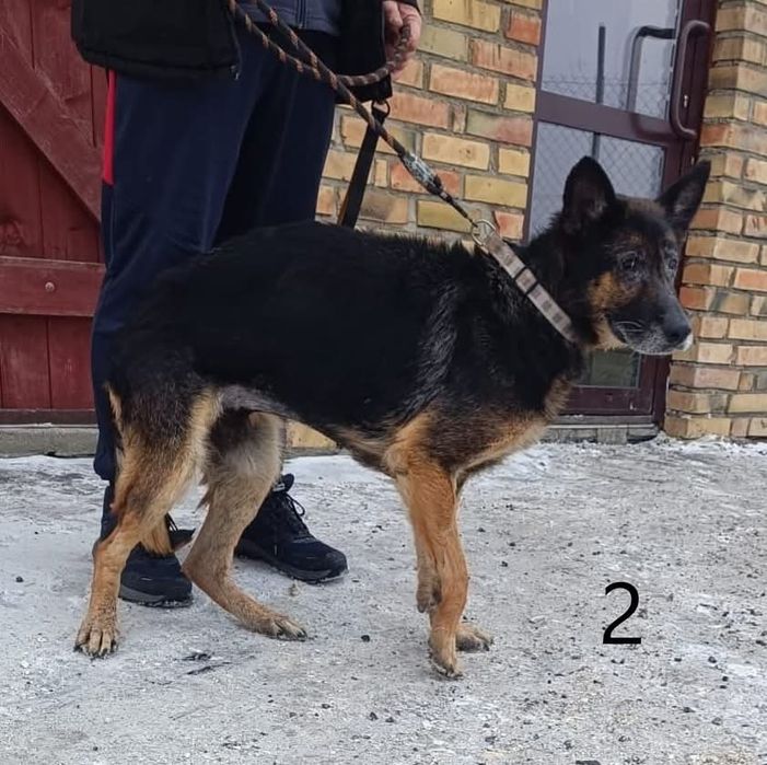 Czoko szuka swojej rodziny