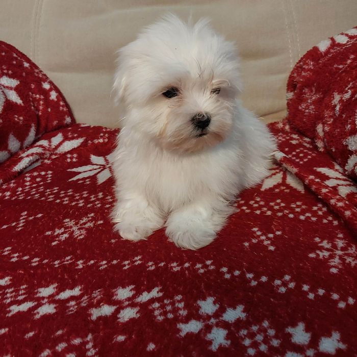 Śliczny samiec maltańczyk