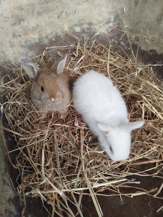 Coelhos anões novos