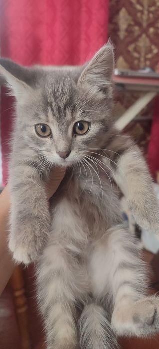 Кошенята, котята 3,5 місяця