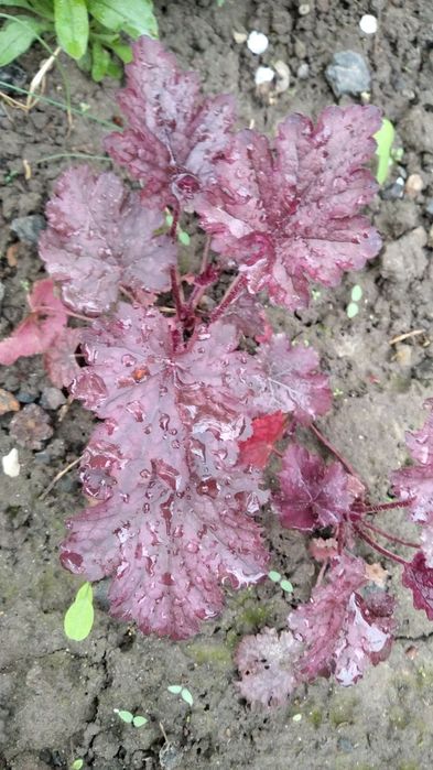 Гейхери .Гейхера