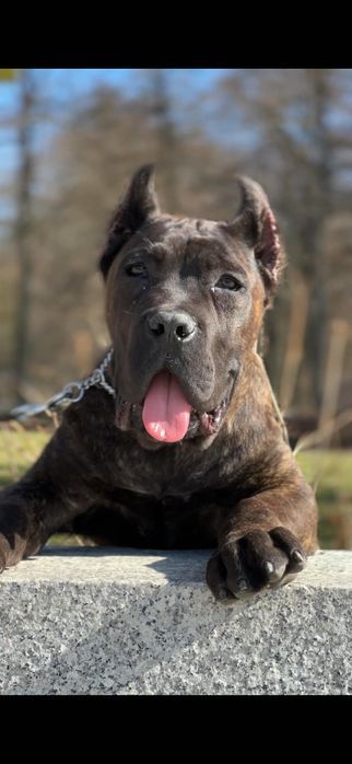 Piękny mocny Cane Corso