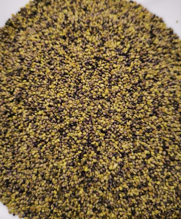 Mieszanka traw lucerna koniczyna gorzowska kupkowka festulolium trawa