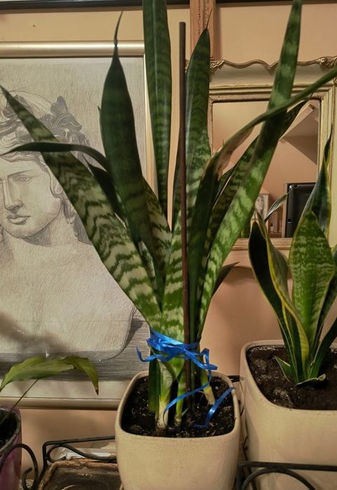 Sansevieria trifasciata Zeylanica