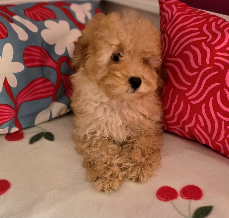 Piesek maltipoo !