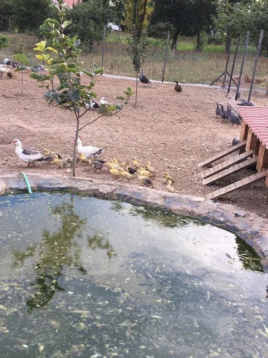 Ovos e crias de  Peru, galinha de angora e patos mudos Galados