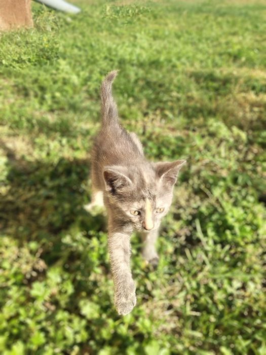 котенятка по 2 місяці